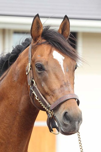 【ウマ娘】ダイヤちゃんに弟居るけど前世でどんな徳積んだらなれるんだ？の画像